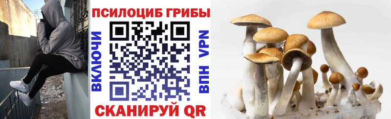Галлюциногенные грибы Psilocybine cubensis  Тверь 
